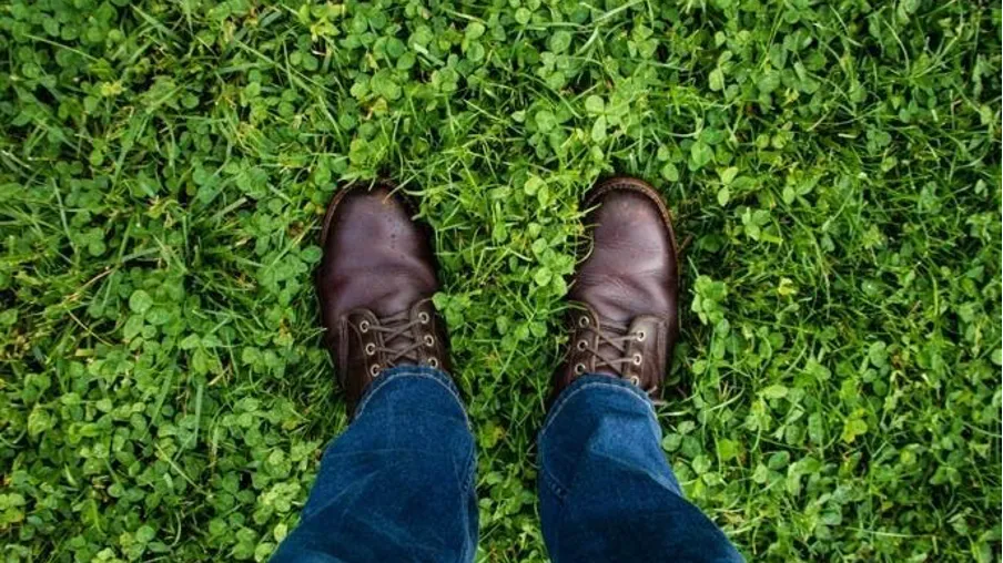 White clover is a walkable lawn alternative that works in sun or shade and does not show pet urine damage. Photo: Ian Baldwin