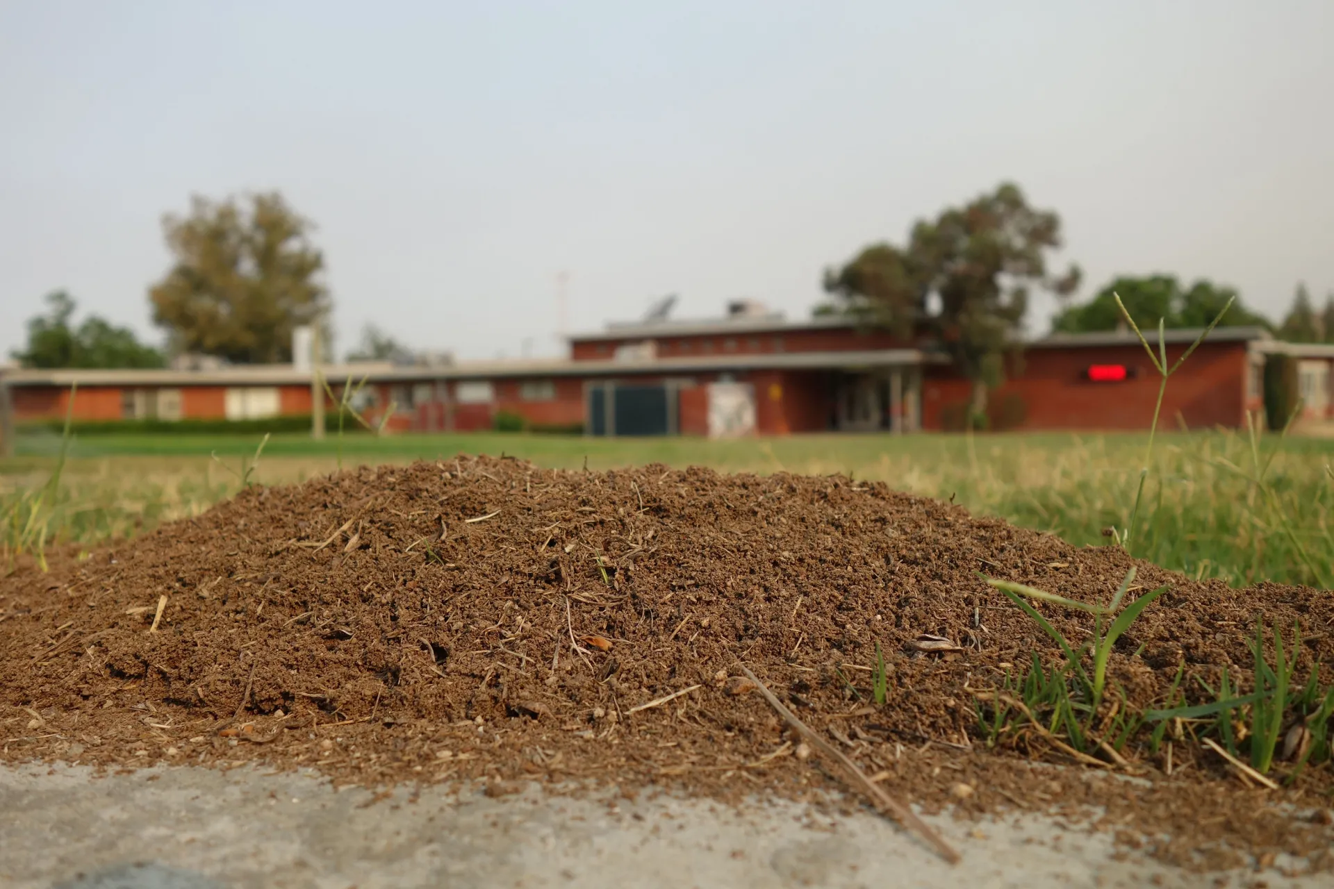 RIFA mound