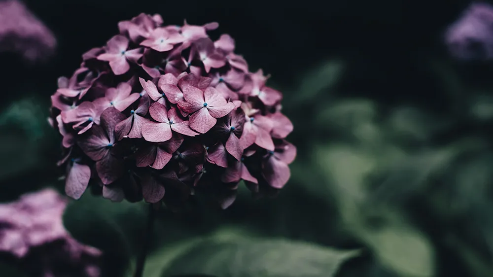 Hydrangea. Photo: Annie Spratt, Unsplash