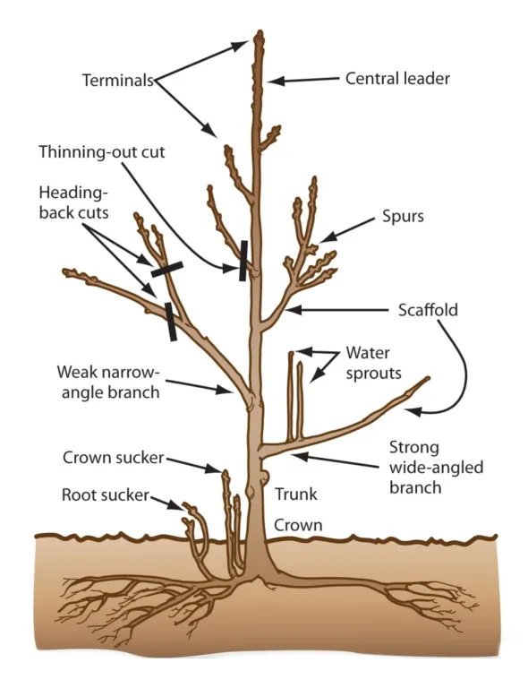 5-Whole-plant