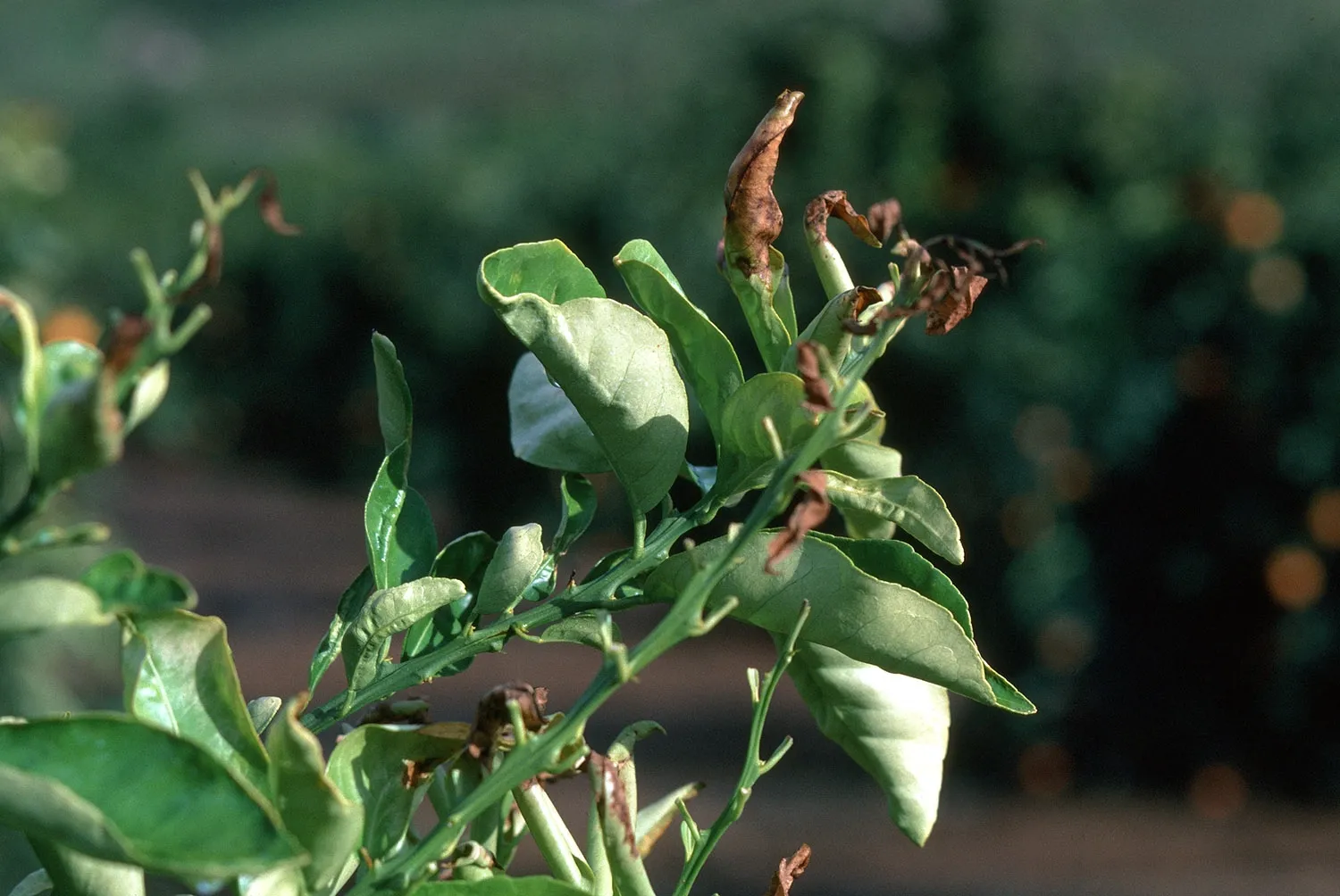 Frost damage