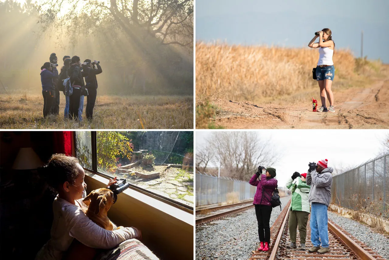 Bird count