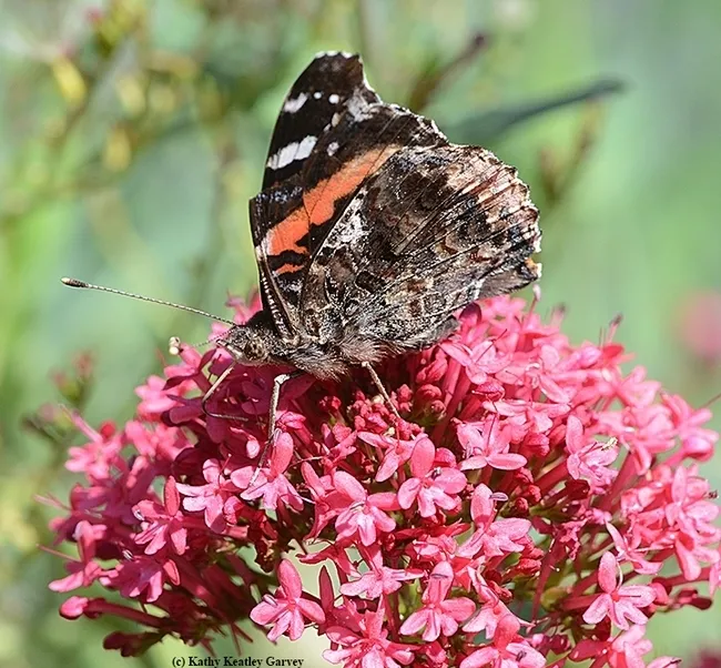 Red admiral, Vanessa atalanta. (Photo by Kathy Keatley Garvey)