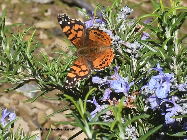West Coast Lady, Vanessa annabella. (Photo by Kathy Keatley Garvey)