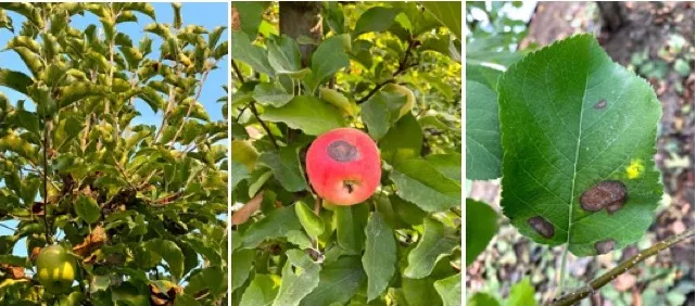 Apple Antracnose
