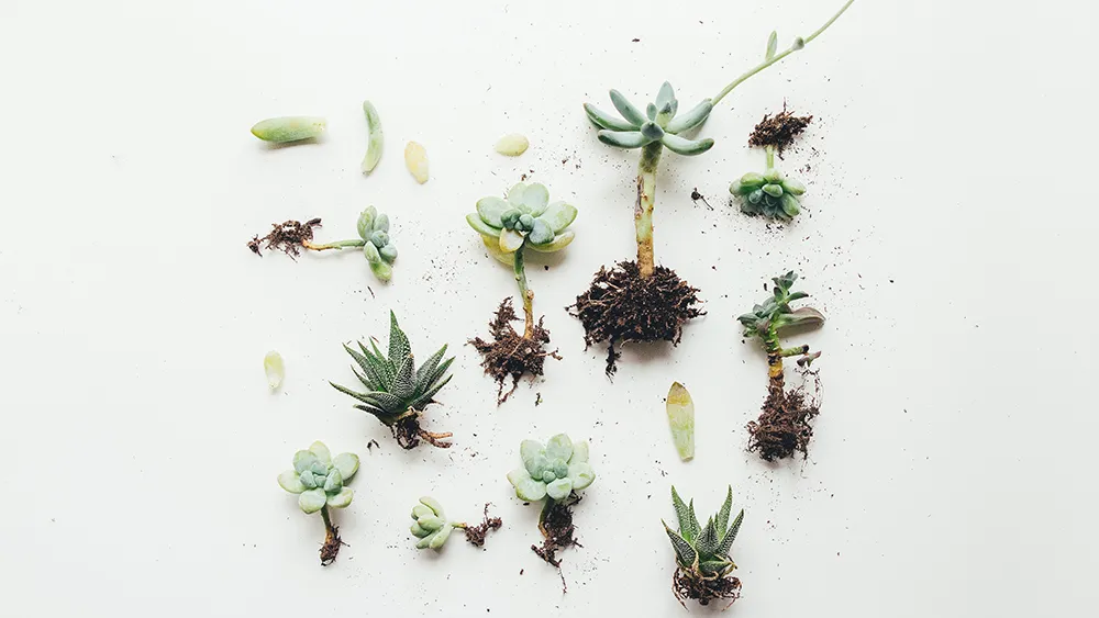 Corrine Kutx, Unsplash