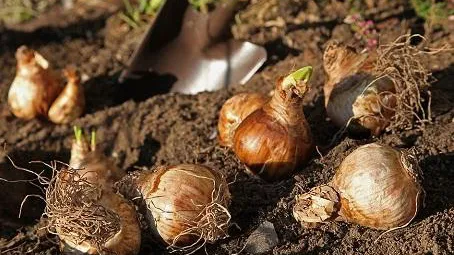 Bulbs