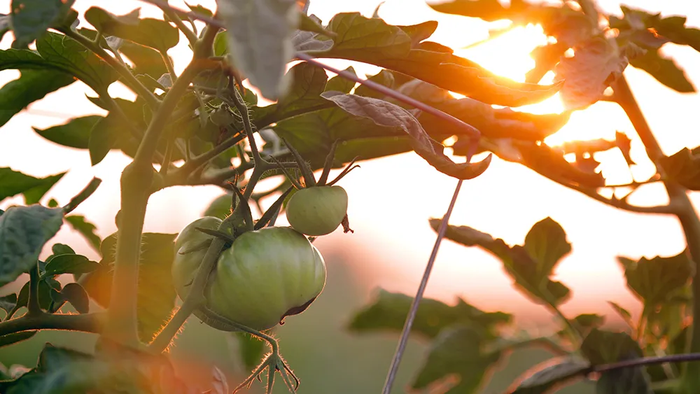VEG Tomatoes chad-stembridge--8FjF1p-aw0-unsplash