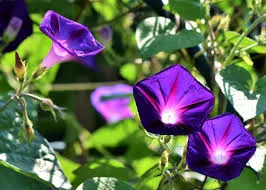 morning glory