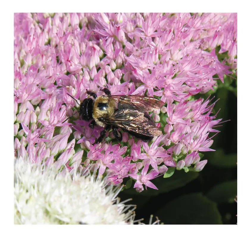 Bee-on-flower-01