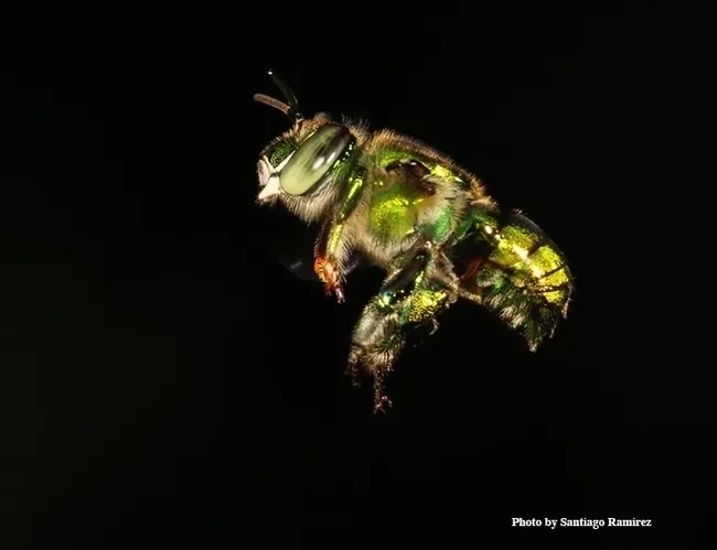 An orchid bee in flight. (Photo by Santiago Ramirez)