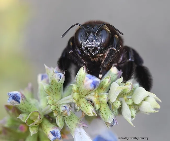A female Valley carpenter bee, Xylocopa sonorina, formerly known as Xylocopa varipuncta. (Photo by Kathy Keatley Garvey)
