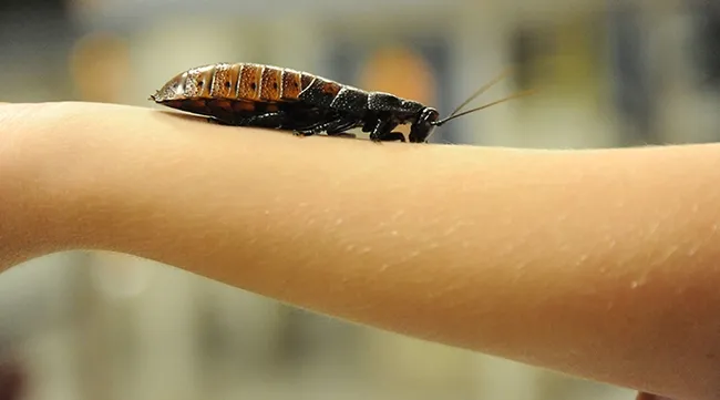 Close-up of a Madagascar hissing cockroach, aka "hisser," from the Bohart Museum of Entomology, UC Davis. (Photo by Kathy Keatley Garvey)