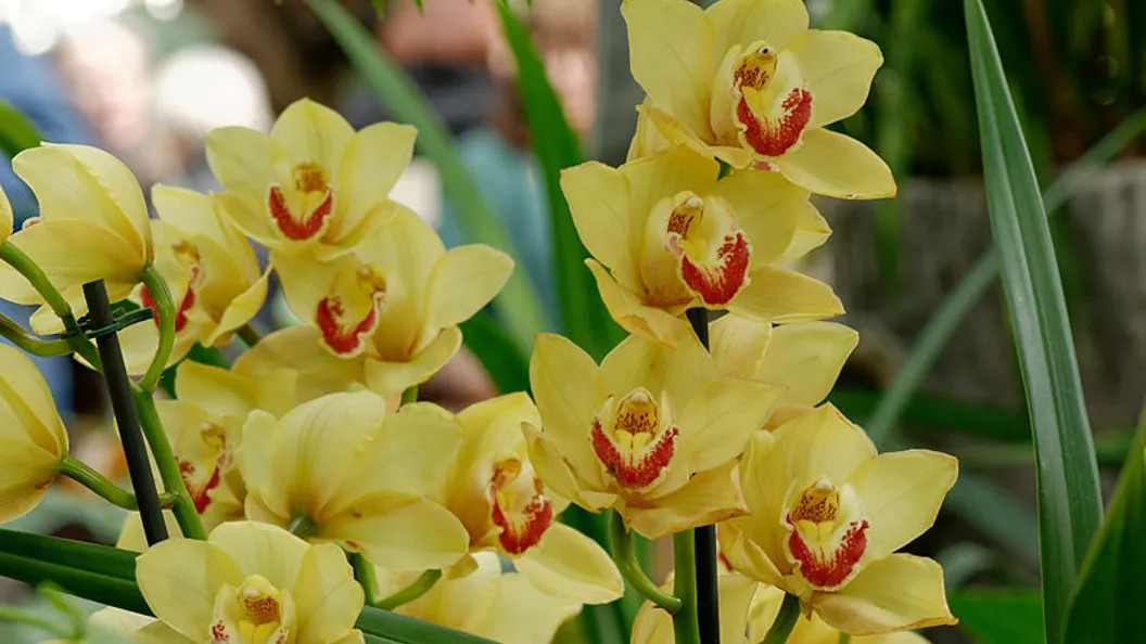 May