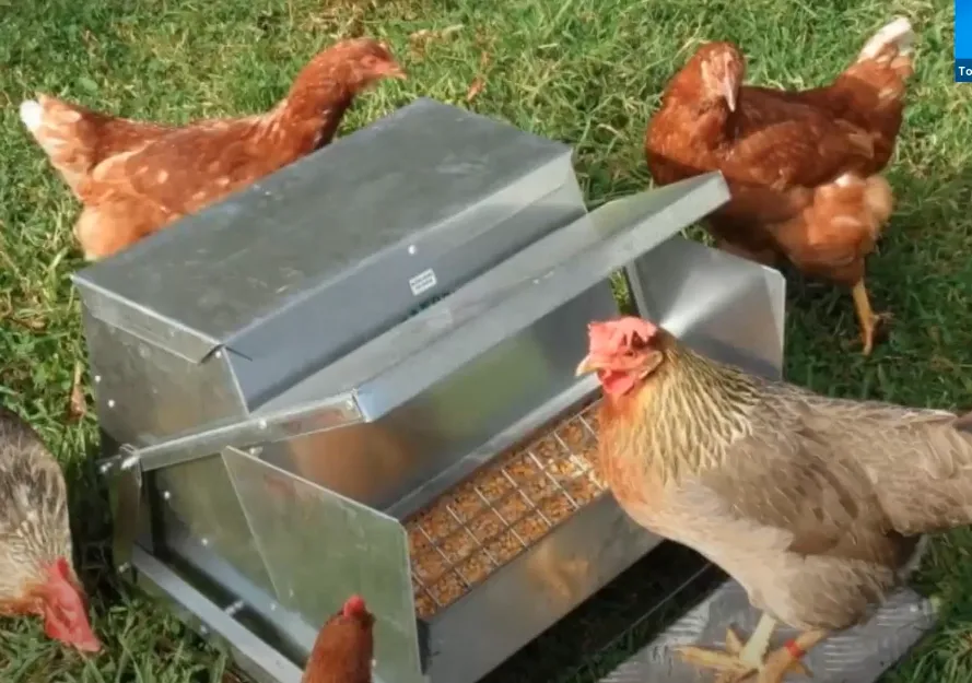 Backyard chicken eggs 2