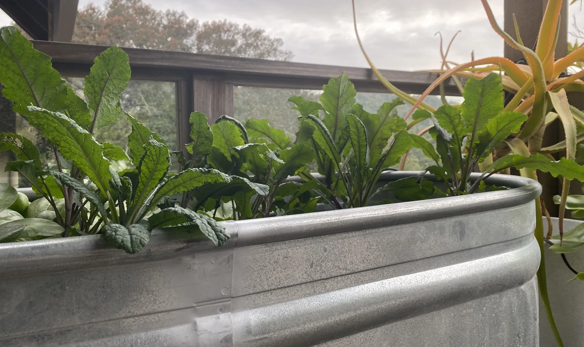 Kale in trough