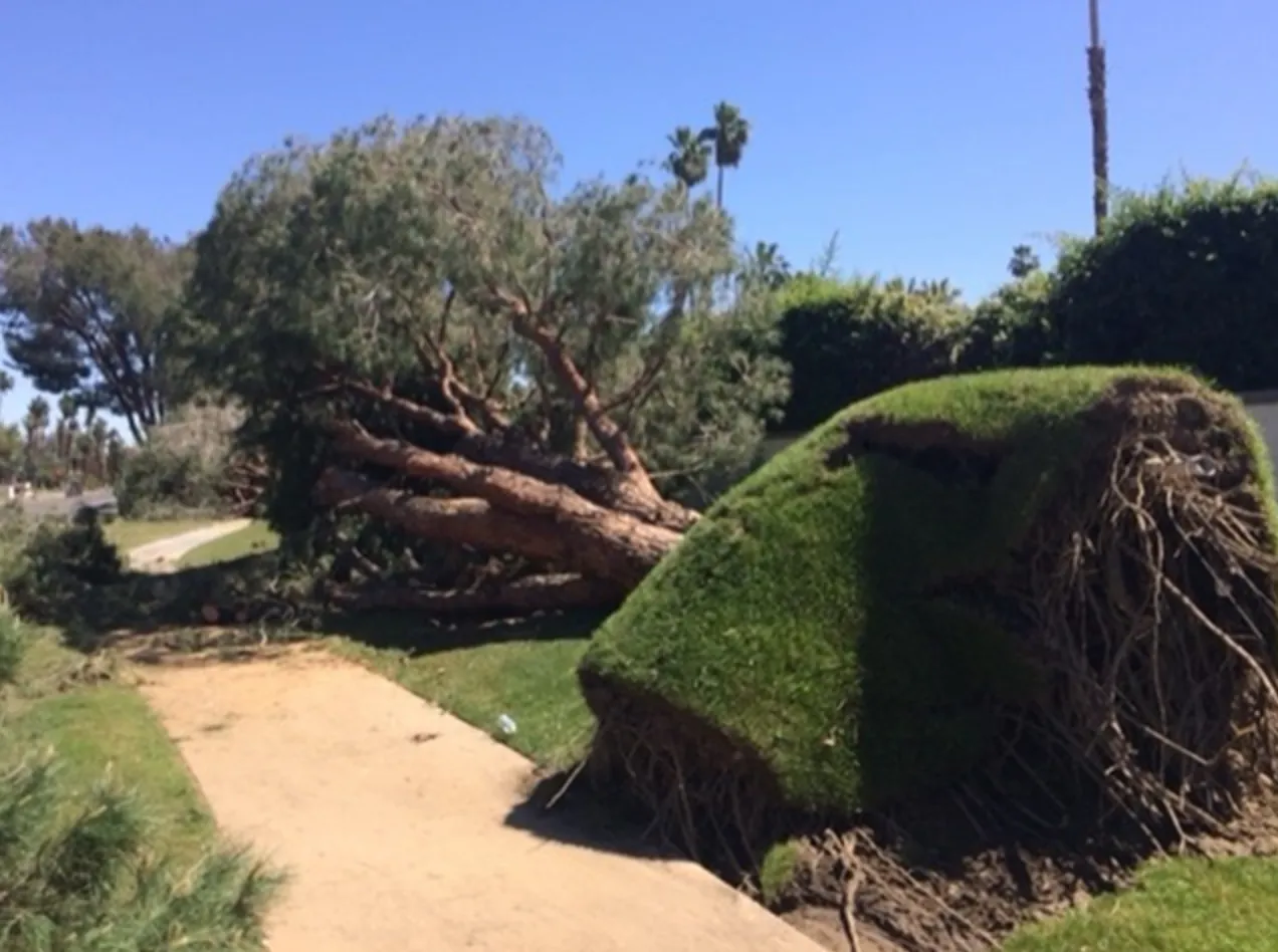 Fallen tree