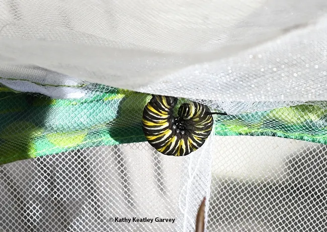 The caterpillar is about to
"J" and pupate. (Photo by Kathy Keatley Garvey)
