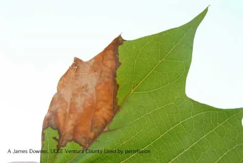 Anthracnose IPM