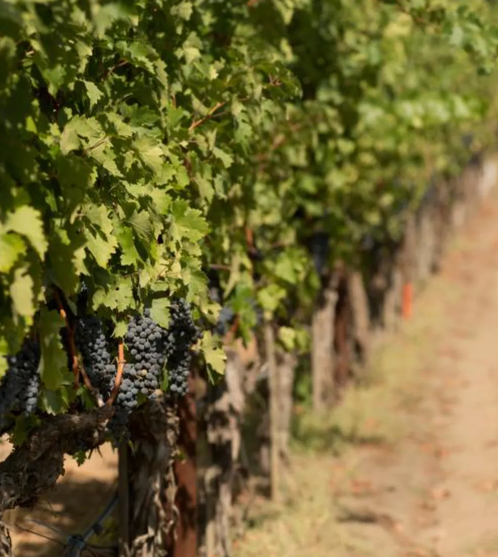 grapes