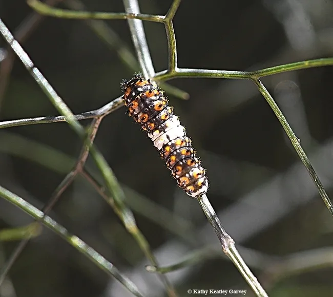 Larva of the Anise swallowtail, Papillo zelicaon, resembles a bird dropping. (Photo by Kathy Keatley Garvey)