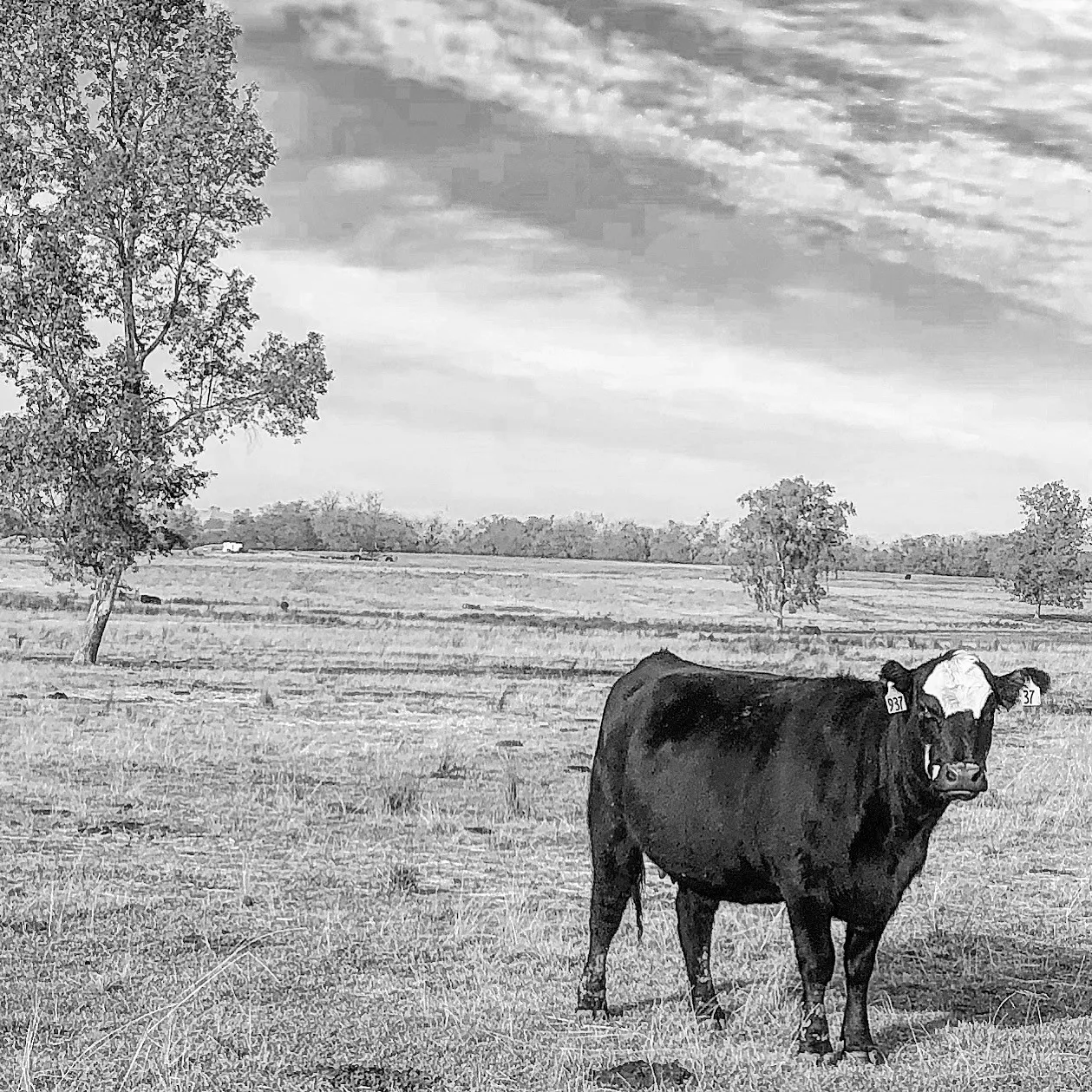 dec 2020 cow