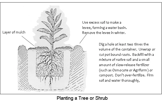 Planting a Tree or Shrub