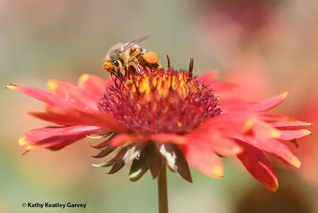 Peek-a-bee! A honey bee, blanketed with pollen, forages on a blanket flower, Gaillardia. (Photo by Kathy Keatley Garvey)