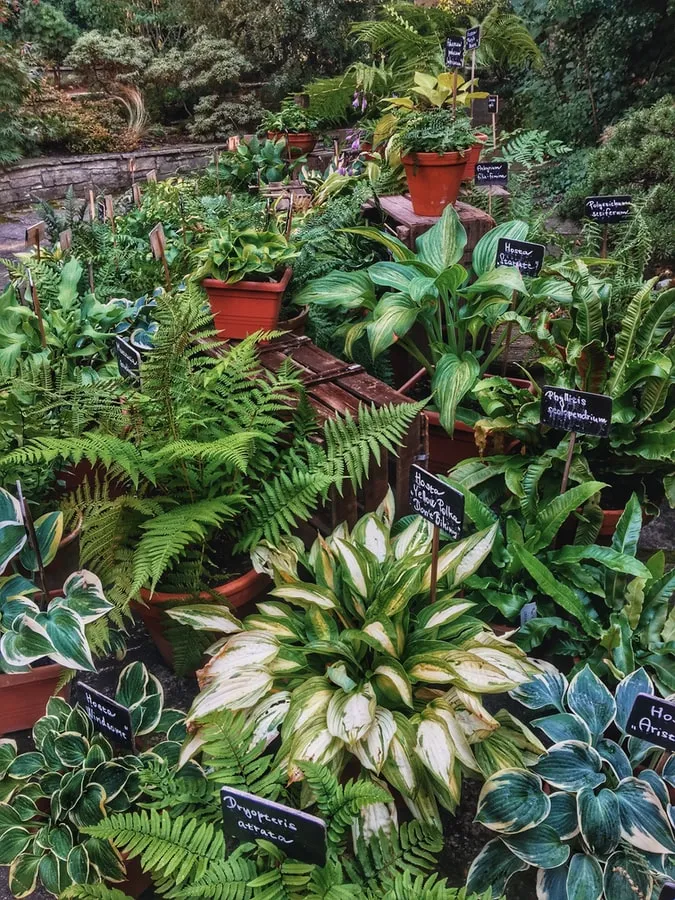 container plants samples