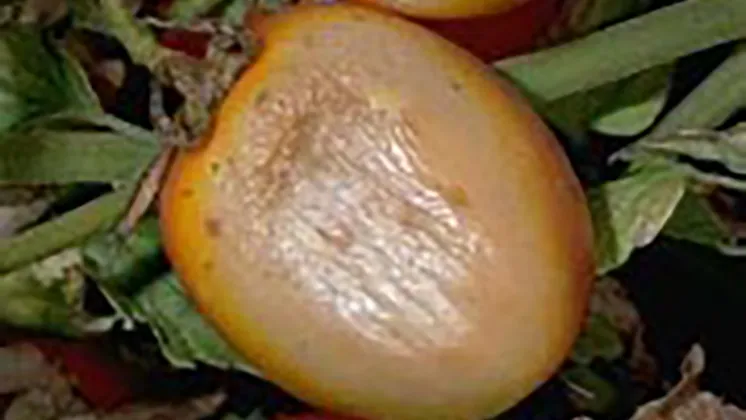 Sunscald