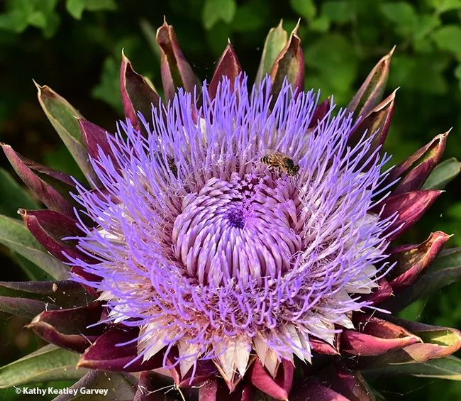 A honey bee visiting a flowering artichoke. (Photo by Kathy Keatley Garvey)