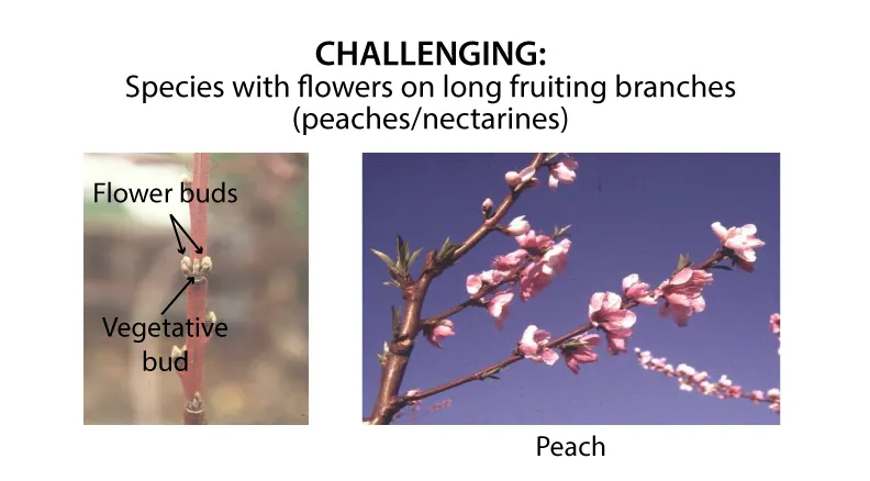 Long-branches