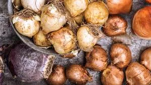 bulbs