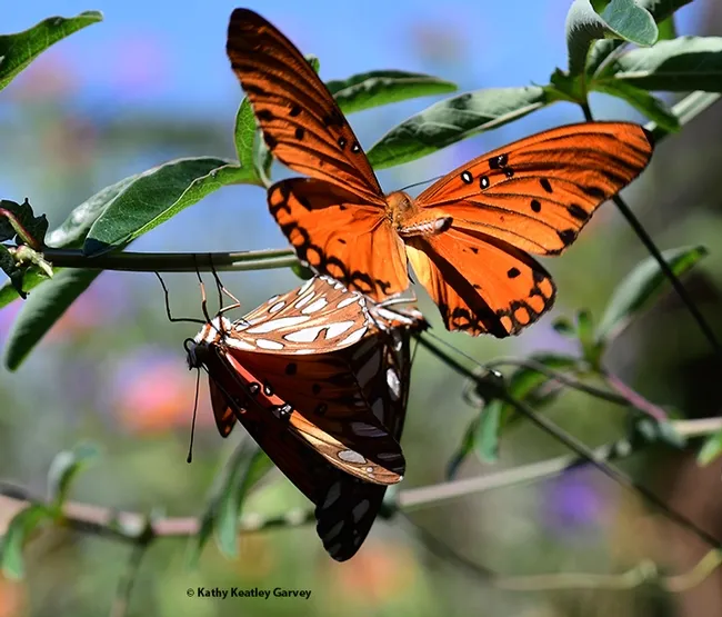 A prospective suitor is rejected. (Photo by Kathy Keatley Garvey)