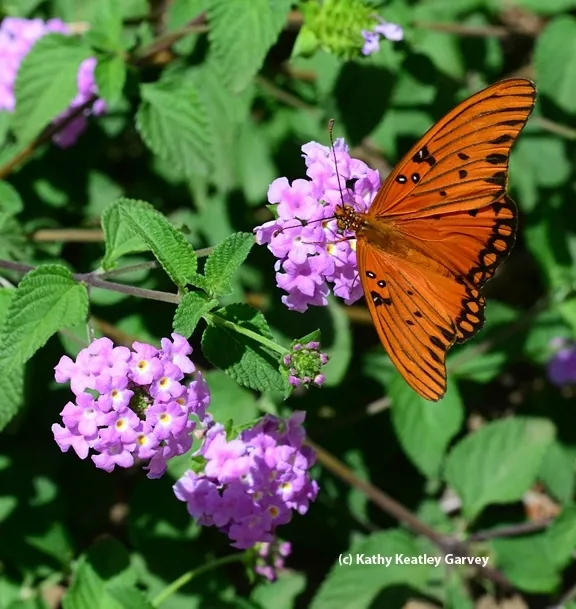 A Gulf Fritillary, Agraulis vanillae, on purple lantana. (Photo by Kathy Keatley Garvey)