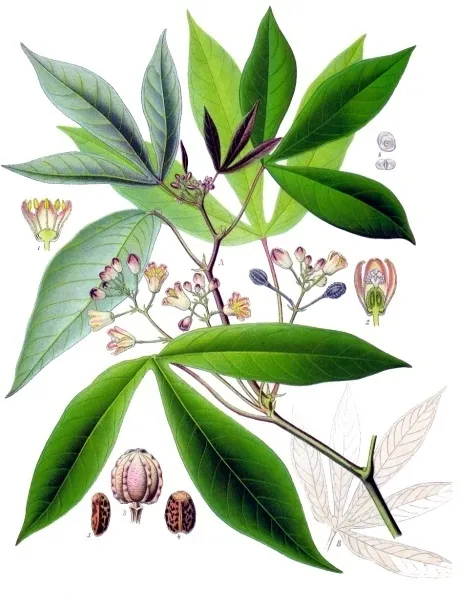 This is the cassava plant. Hans Herren was awarded the World Food Prize for his work in the biological control program of cassava mealybugs in Africa. The plant is the staple of 200 million Africans. Herren's work averted one of Africa's worst-ever food crisises. (Wikipedia Graphic)