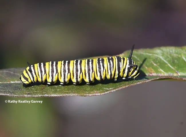 A monarch caterpillar feasting on tropical milkweed in Vacaville, Calif. in the summer of 2020. (Photo by Kathy Keatley Garvey)