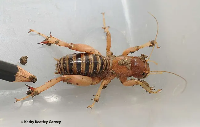 A potato bug, aka Jerusalem cricket, at UC Davis. (Photo by Kathy Keatley Garvey)