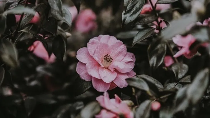 camelias