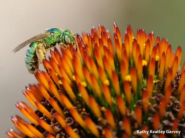 A female metallic green sweat bee, Agapostemon texanus, nectaring on a purple coneflower in a UC Davis garden. (Photo by Kathy Keatley Garvey)