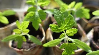 tomato-plant-999375_1280-pixabay-small
