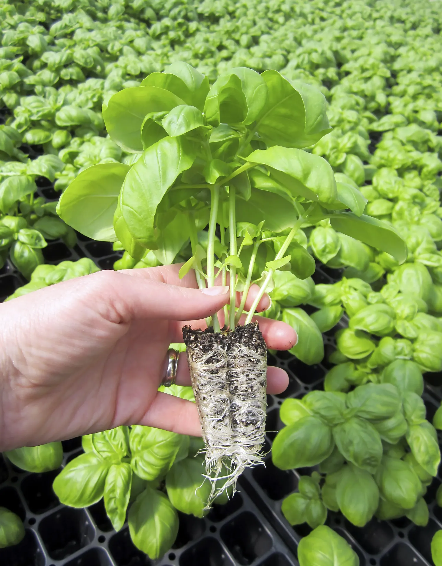 seedling
