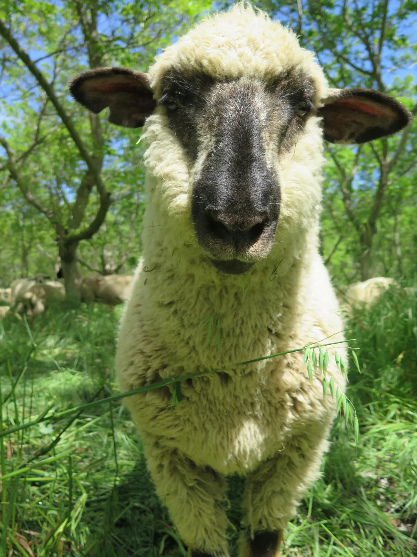 Sheep Face 2
