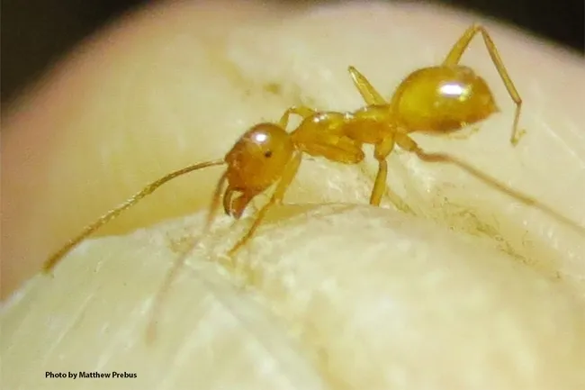 This is the species (Lasius nr. atopus) that inspired the initial stages of the UC Davis project. (Photo by Matthew Prebus)