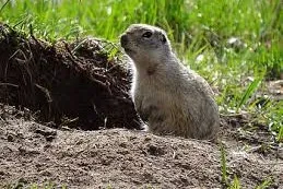 Vertebrate Pests
