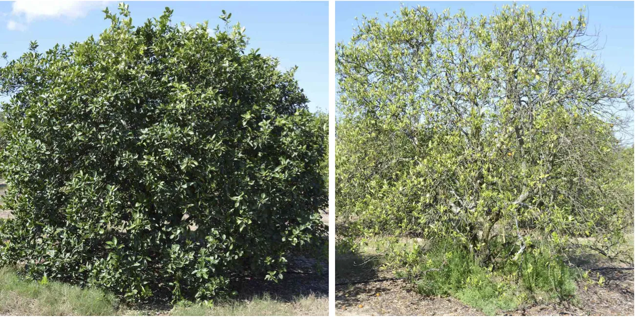 Tree_Decline (1)