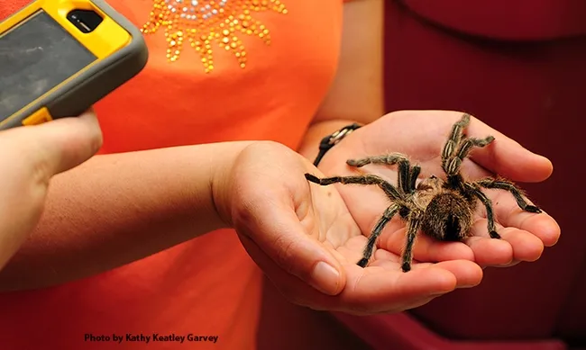 Biodiversity Museum Day visitors love taking images of the Bohart Museum of Entomology's tarantulas from its "petting zoo." (Photo by Kathy Keatley Garvey)