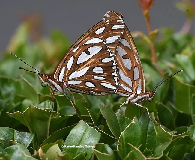 Gulf Fritillaries make a fantastic twosome. (Photo by Kathy Keatley Garvey)