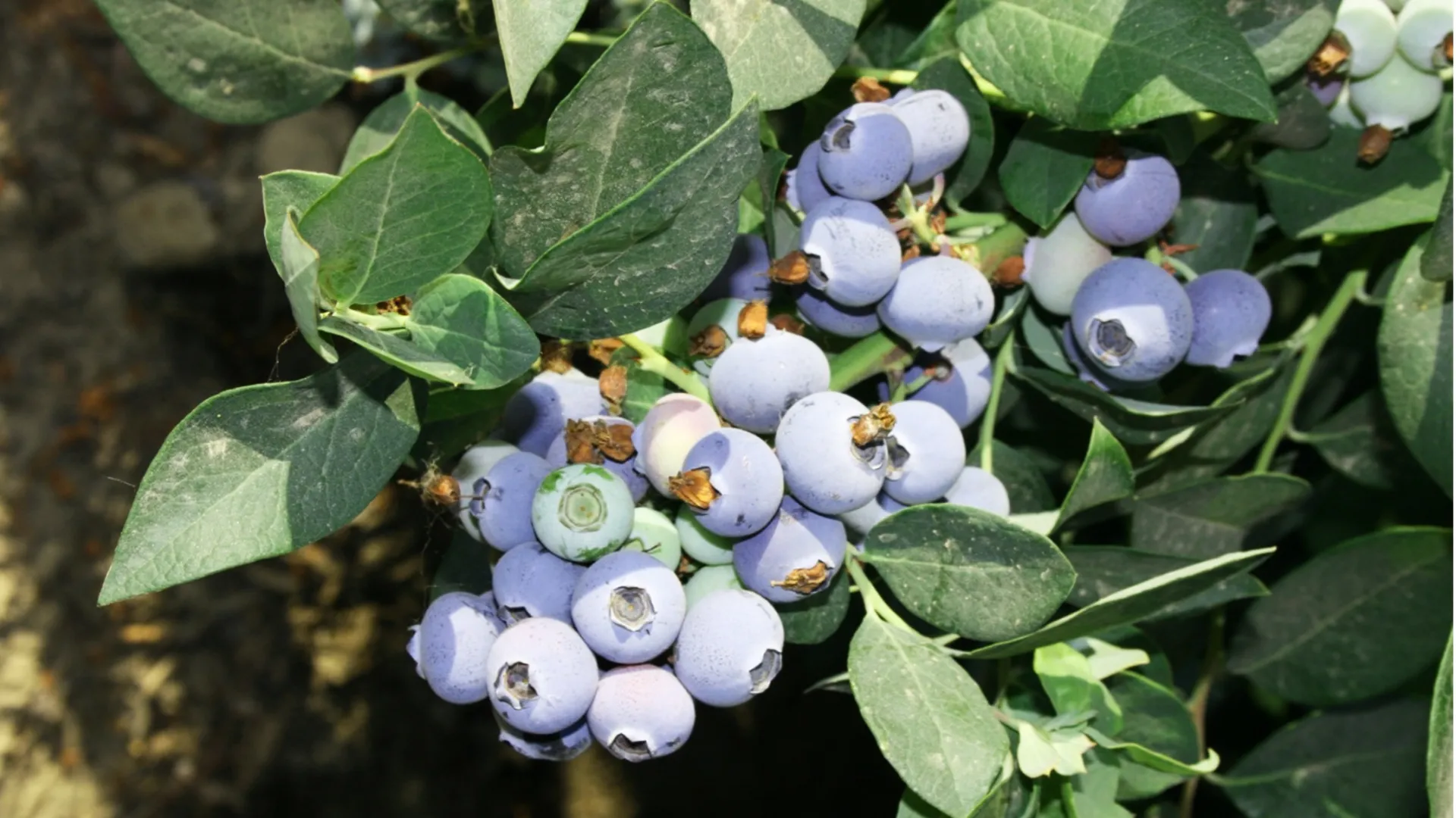 Blueberries