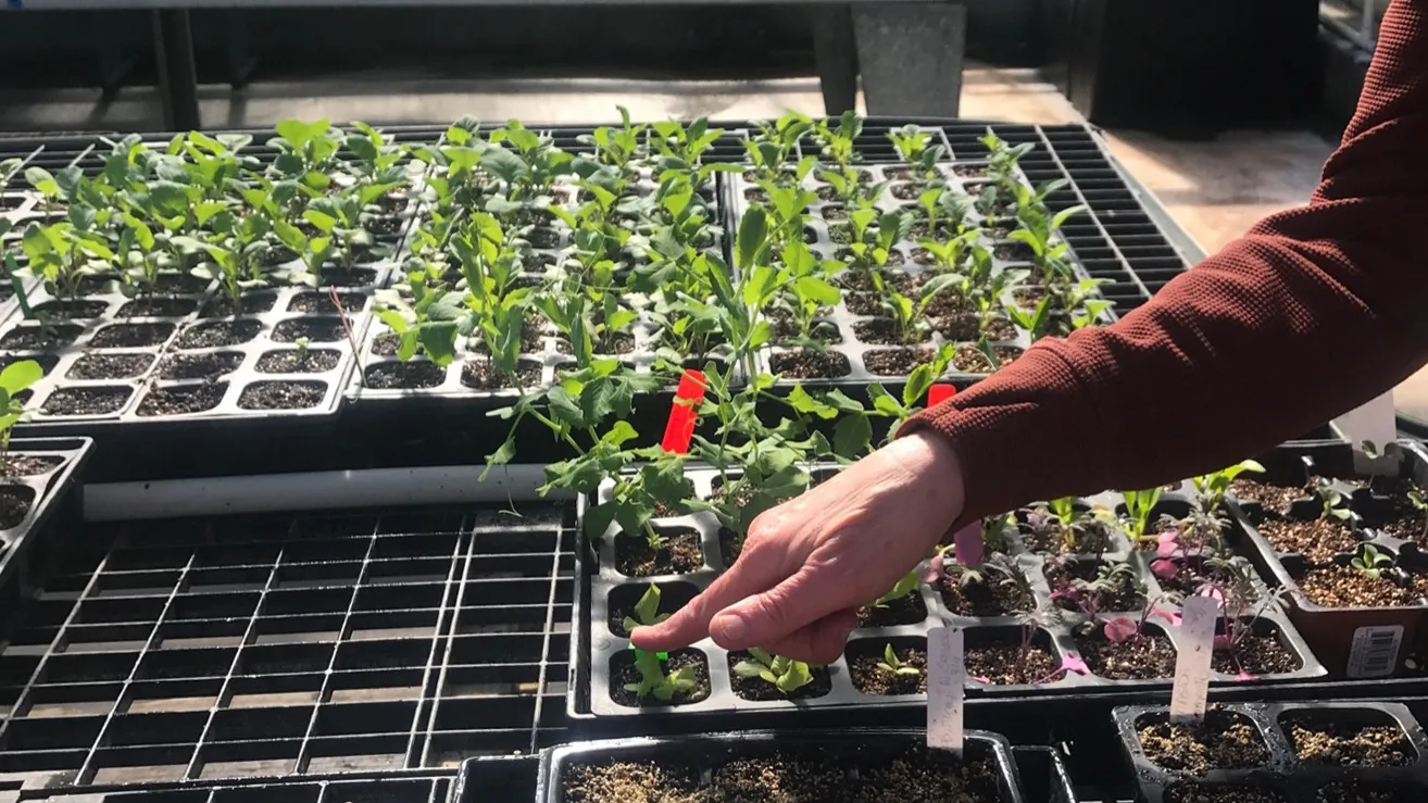 Seed germination